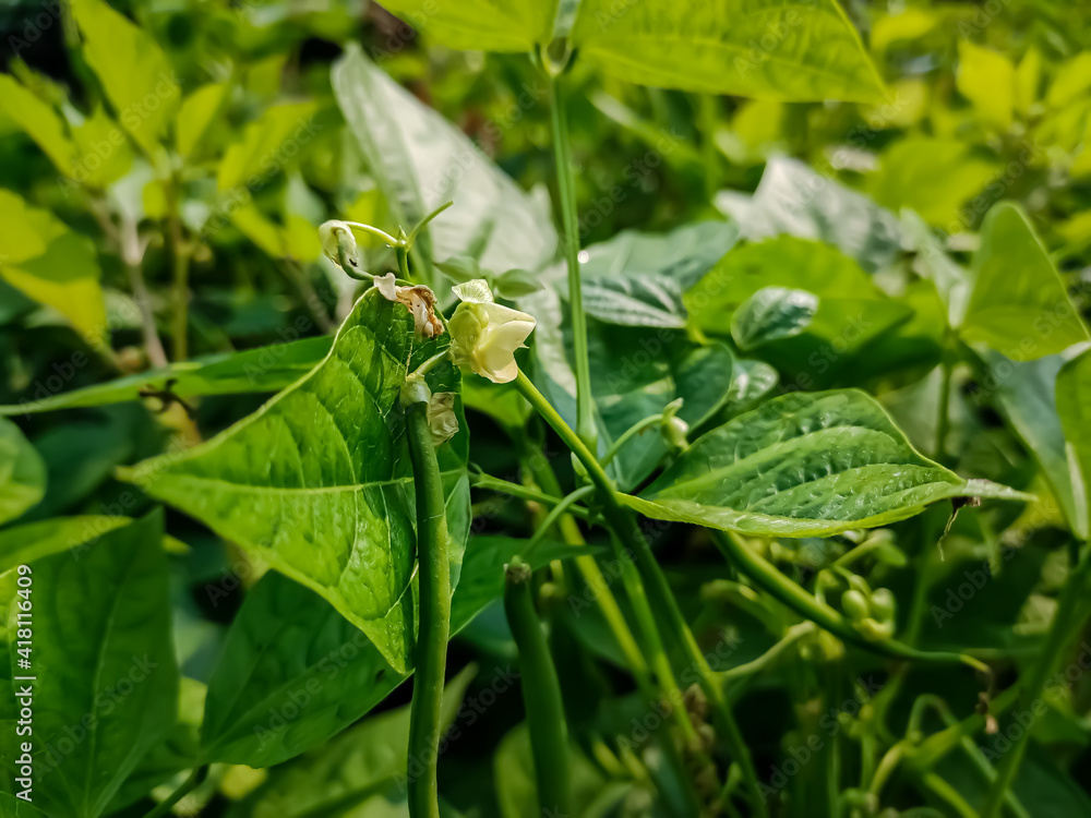 Phaseolus vulgaris, also known as the common bean is a herbaceous annual plant grown worldwide for its edible dry seeds or unripe fruit. Phaseolus vulgaris, also known as the common bean is a herbaceous annual plant grown worldwide for its edible dry seeds or unripe fruit.