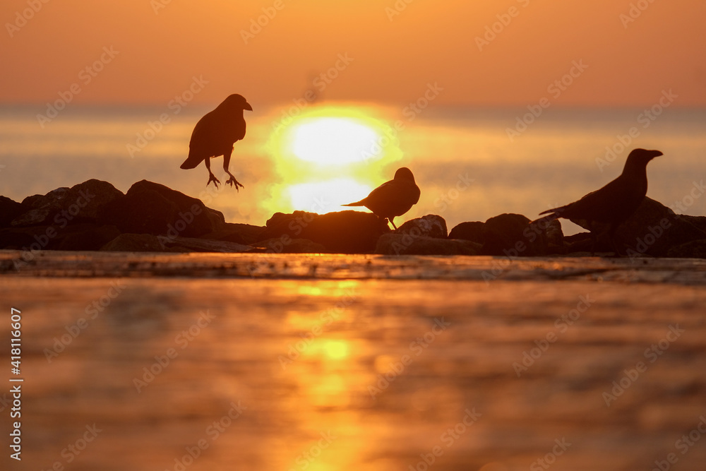 Silhouette of  birds  on sunrise background 