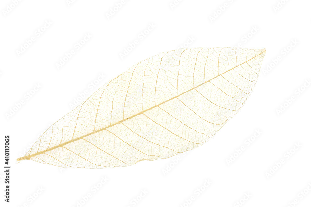 Close up of isolated Dry white leaf Close up of isolated Dry white leaf