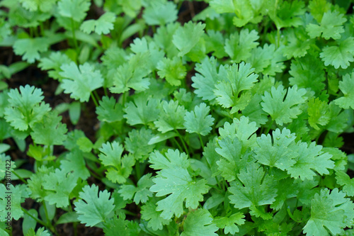 Coriander leaves in vegetables garden for health, Coriander is loaded with antioxidants, vitamin-A, vitamin-C and minerals. Many coriander on field. Organic coriander leaves background.