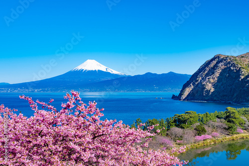 静岡県沼津市井田 富士山と河津桜