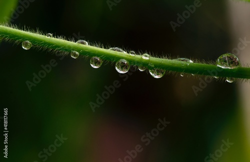 Close up of morning dew freshness on the plant branch
