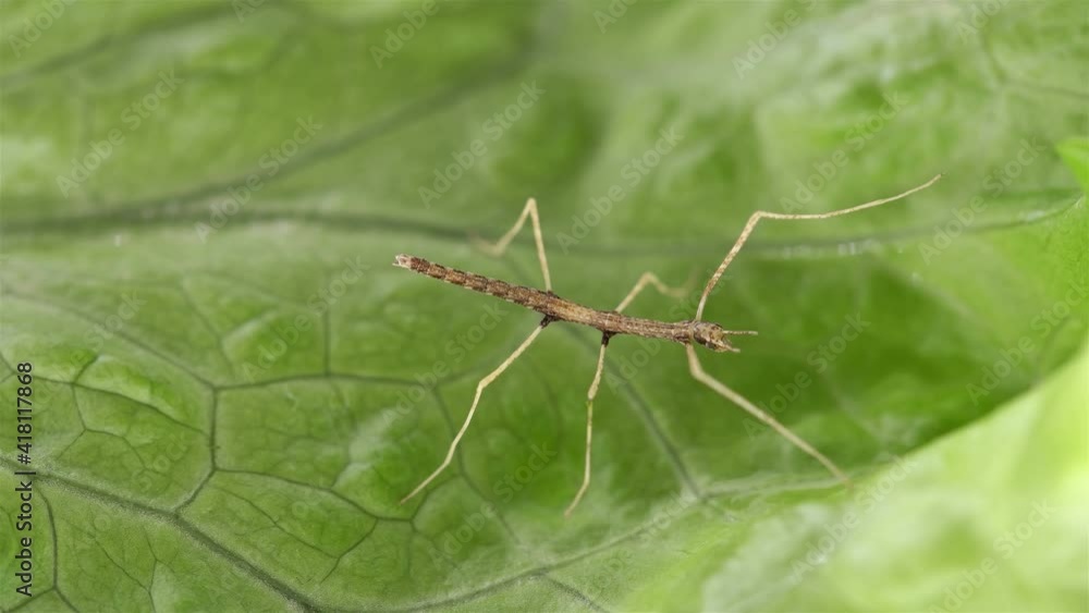 stick insect Medauroida extradentata, family Phasmatidae. Newly hatched, size 1.5 cm, on green leaf. Disguises itself as a twig, which allows it to hide from predators. It feeds on plants. stick insect Medauroida extradentata, family Phasmatidae. Newly hatched, size 1.5 cm, on green leaf. Disguises itself as a twig, which allows it to hide from predators. It feeds on plants.