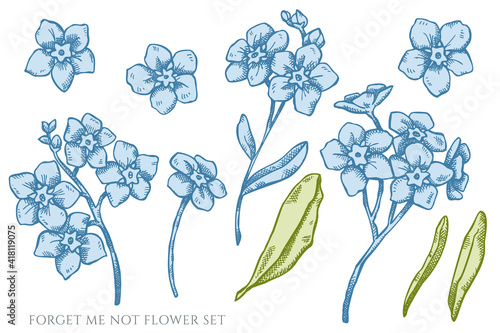 Vector set of hand drawn pastel forget me not flower