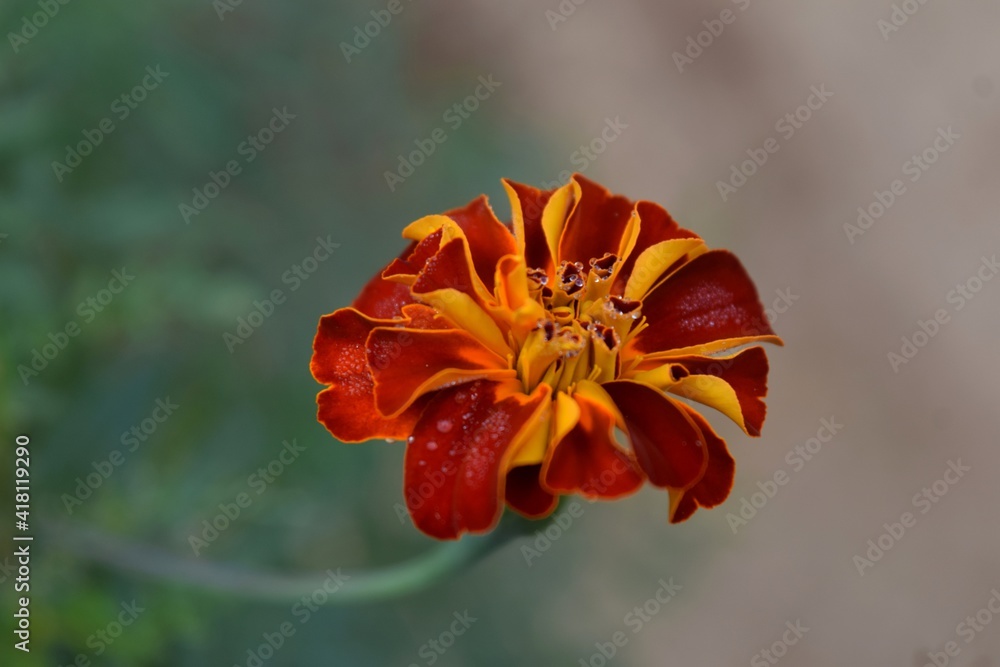 Fototapeta premium orange flower with dew drops