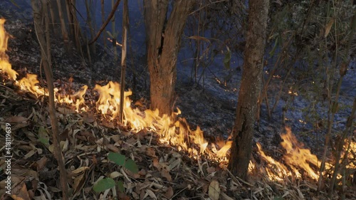 Wallpaper Mural Forest fire disaster is burning caused by human Torontodigital.ca
