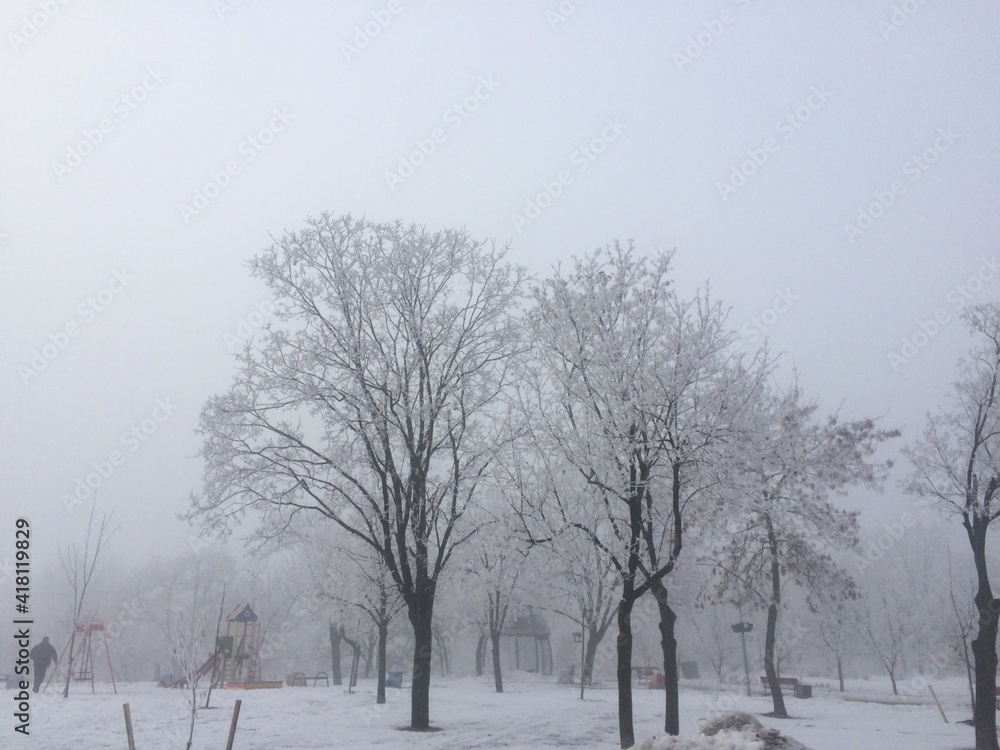 trees in the snow trees in the snow