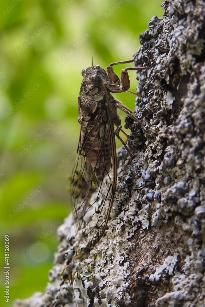 Cicala comune (Cicada orni) su ramo,primo piano e sfondo bosco Cicala comune (Cicada orni) su ramo,primo piano e sfondo bosco
