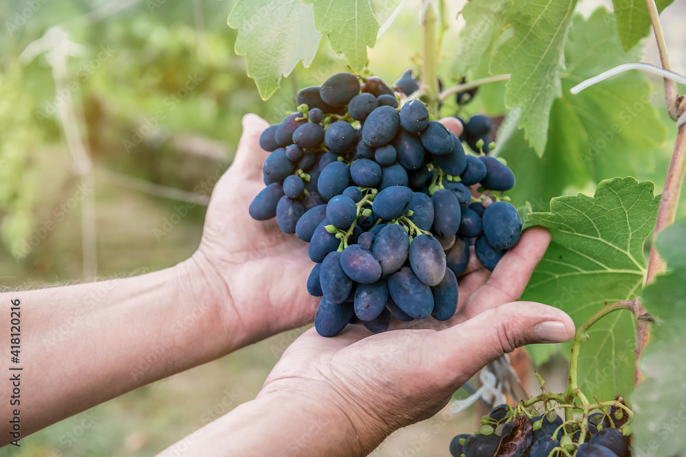 Two male hands are holding a large bunch of dark ripe grapes in the garden