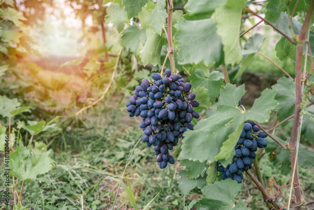 Two large clusters of ripe dark grapes hang in the vineyard at sunset.