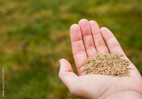 Grass seeds in hand on a green background. Spring garden, gardening, seeding concept. © Reddogs