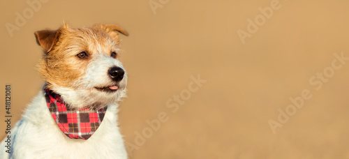 Web banner of a happy cute smiling pet dog's head on beige background
