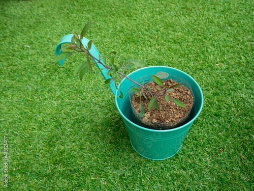Porophyllum Ruderale, a Herbaceous Plant in a Green Pot on the Grass