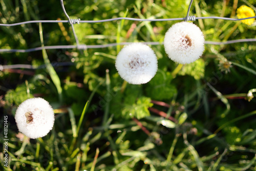 dandelion in grass