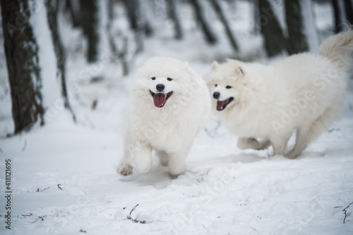 Beautiful fluffy two Samoyed white dogs is playing in the winter forest