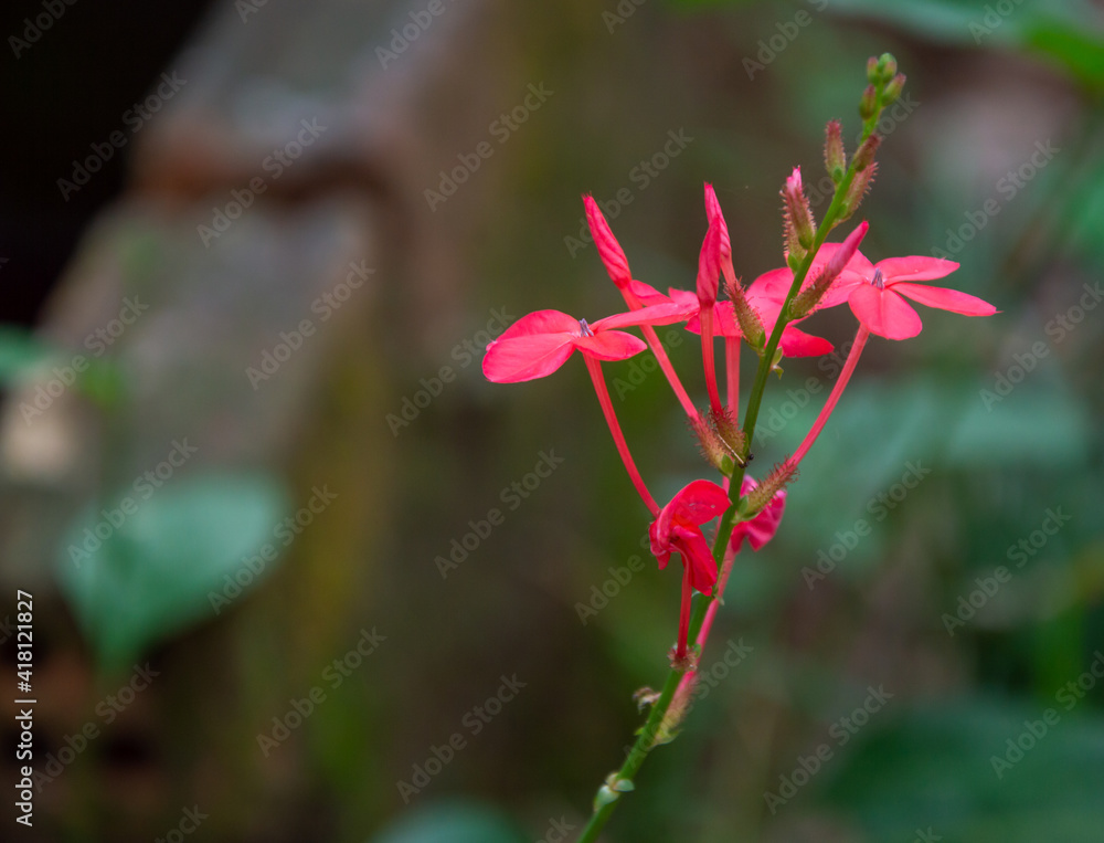 Close up pink Jatropha integerrima flower in the garden.Commonly known as peregrina or spicy jatropha Close up pink Jatropha integerrima flower in the garden.Commonly known as peregrina or spicy jatropha