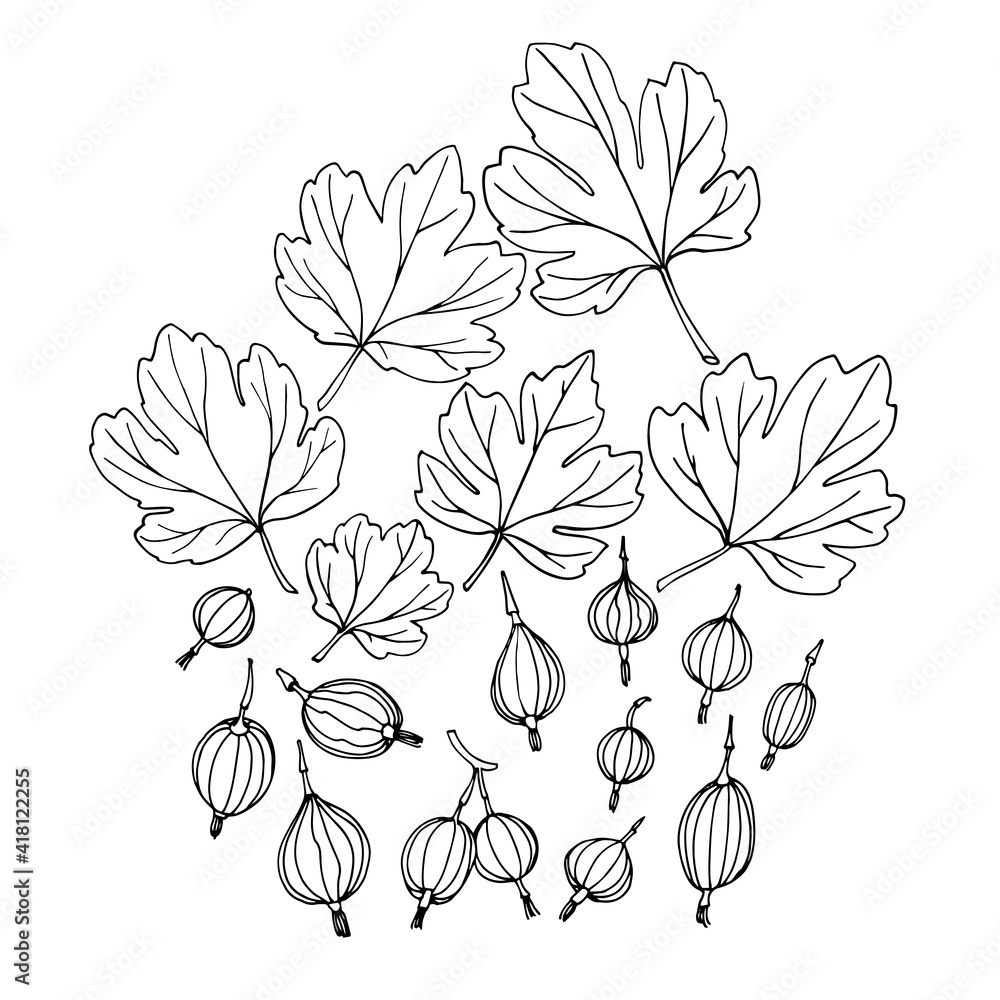 set of gooseberries with leaves, elements of decorative ornament or pattern, vector illustration with black ink contour lines isolated on a white background in doodle & hand drawn style