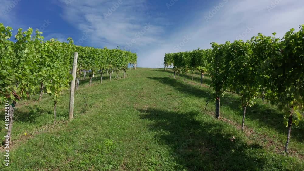 Beautiful view of Farms and Vineyards, Green agricultural field. Agriculture Plantation Grapes Vine. Drone flying between wheat field with harvest crops in the countryside. Beautiful view of Farms and Vineyards, Green agricultural field. Agriculture Plantation Grapes Vine. Drone flying between wheat field with harvest crops in the countryside.