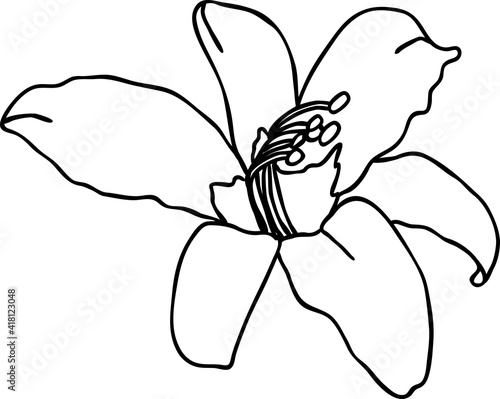 Lily flower black and white print. Vector illustration.