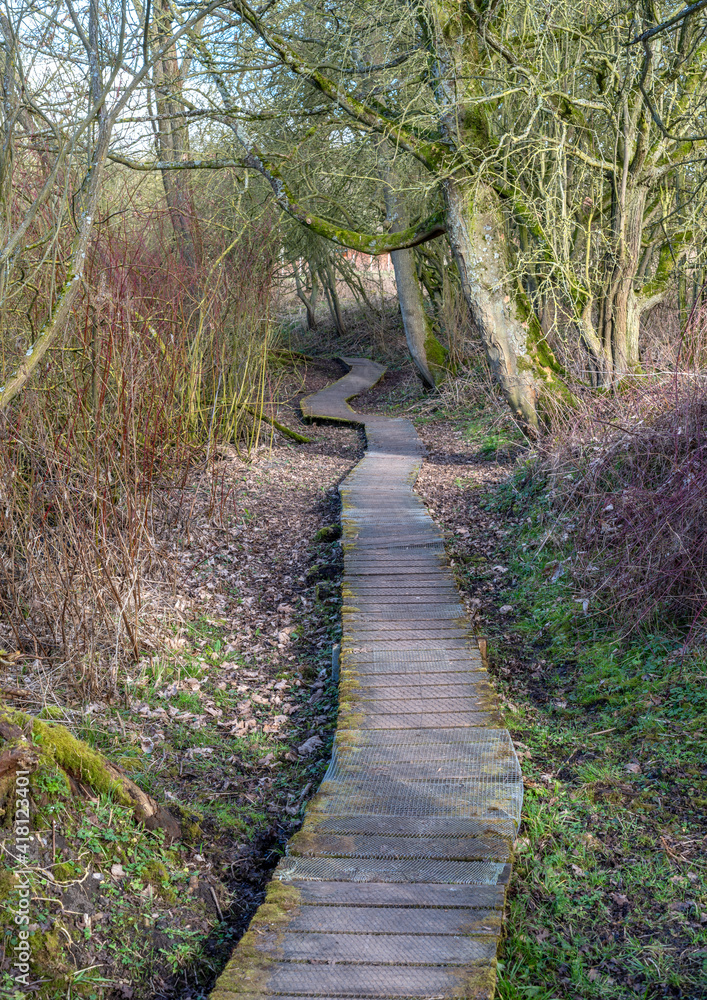 Obraz premium Curved walkway through woodland