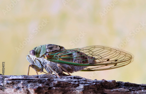 Western Dusk Singing Cicada (Megatibicen resh) side view facing left on tree bark in Houston, TX. Species is native to North America. Macro image with copy space.  © Brett