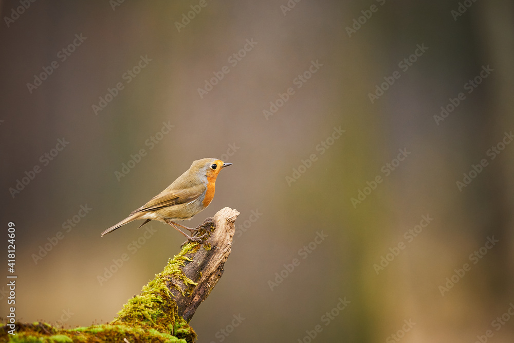 Fototapeta premium European Robin ( Erithacus rubecula) Orange songbird.