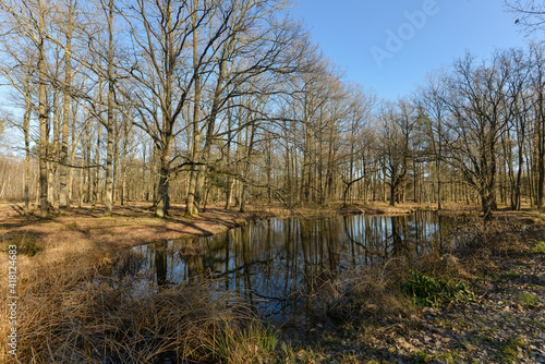 Mare, Chêne pédonculé, quercus robur, forêt domaniale de Sénart, 91, Essonne