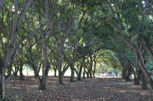 Arboles