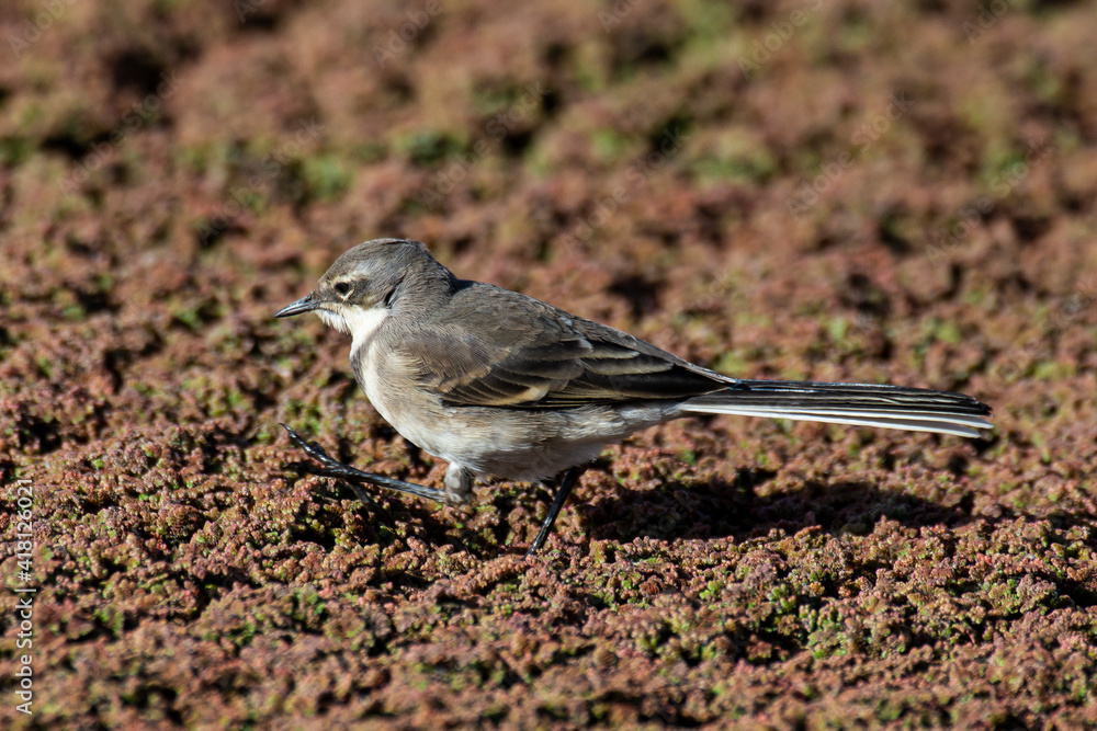 Fototapeta premium Bergeronnette du Cap,. Motacilla capensis, Cape Wagtail