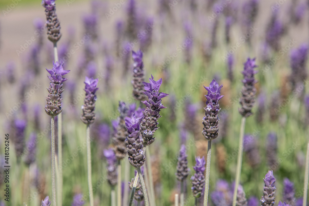 Fields of blooming lavenders Fields of blooming lavenders