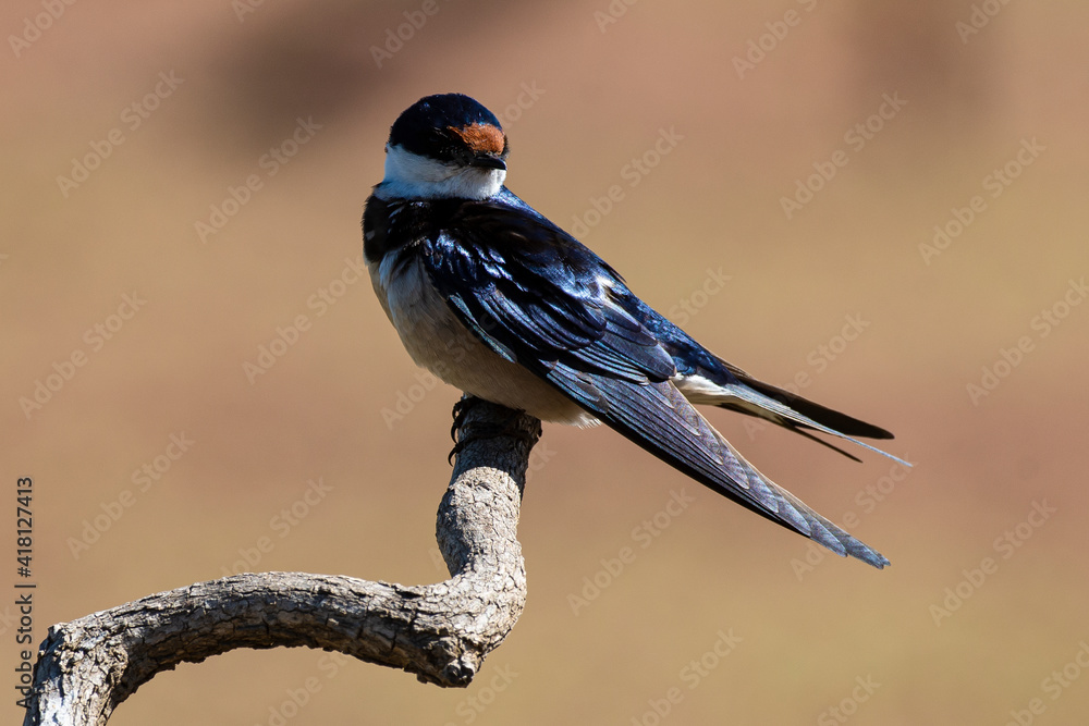Obraz premium Hirondelle à gorge blanche,.Hirundo albigularis, White throated Swallow