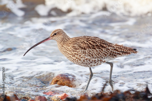 the largest wading bird in the Uk,  the  curlew on the seashore in the northern of Scotland. The bird was feeding on the seashore at high tide photo