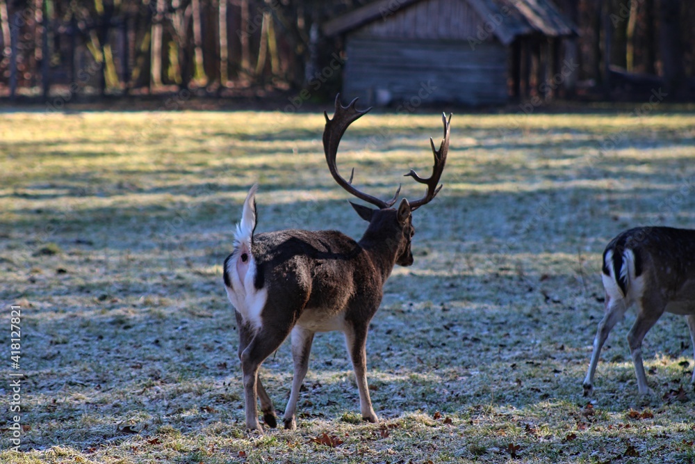 Grazing Fallow Deers in a Bavarian Forestry Grazing Fallow Deers in a Bavarian Forestry