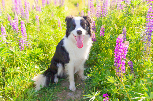 Outdoor portrait of cute smiling puppy border collie sitting on grass violet flower background. Little dog with funny face in sunny summer day outdoors. Pet care and funny animals life concept