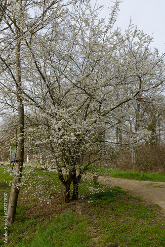 Merisier  Prunus avium