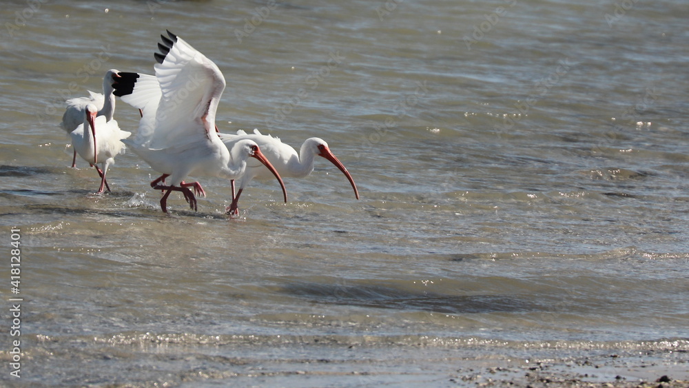 Three White Ibises (Eudocimus albus) with wings out are wading in the shallow waters along North Padre Island, Texas; copy space