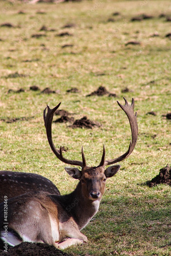 Grazing Fallow Deers in a Bavarian Forestry Grazing Fallow Deers in a Bavarian Forestry