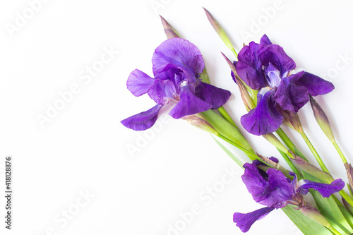 Three beautiful fresh iris flowers are on a white background. Free space for text.