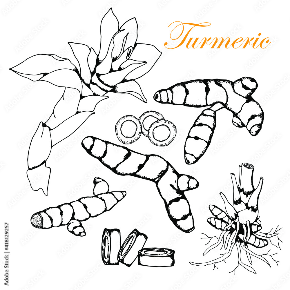 Turmeric, root, flower, leaves, pieces.Curcuma. Stock illustration