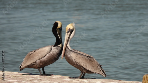 Pair of mature brown pelicans on the pier  concept of racial or cultural harmony  brown neck and white neck © Michelle