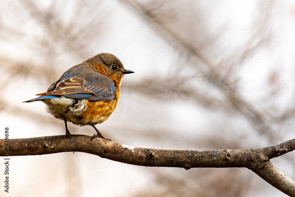 Eastern Bluebird (Sialia sialis) perching on a branch with light background Eastern Bluebird (Sialia sialis) perching on a branch with light background