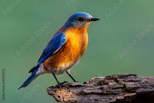 Eastern Bluebird (Sialia sialis) on a stump with a green background. © Nattapong