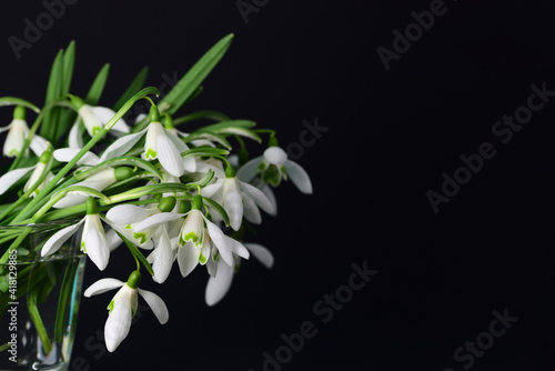 A bouquet of fresh white snowdrops is in a glass vase against a dark background