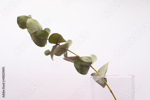 a green branch of eucalyptus on a white background. Eucalyptus branch for creating bouquets and decoration of apartments