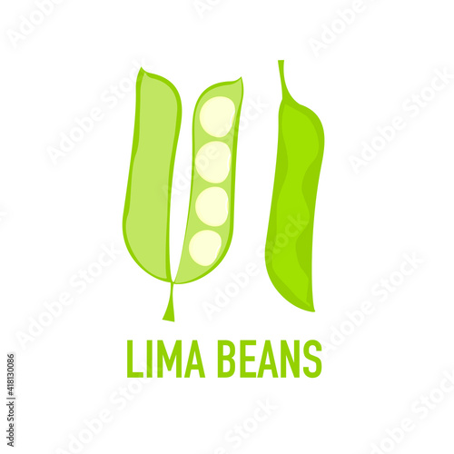 Vector of a Lima bean on white background.