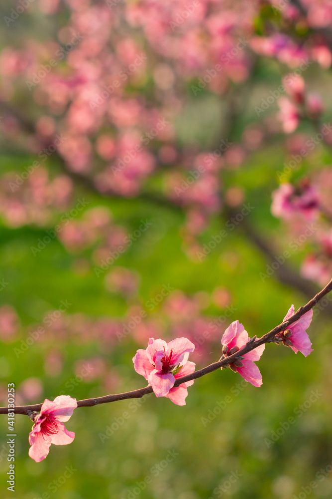 Four pink flower of fruit tree Four pink flower of fruit tree