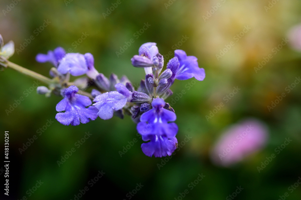 blue flower of a flower