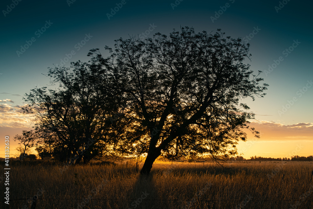 Trees at sunset in Buenos Aires Province, Argentina