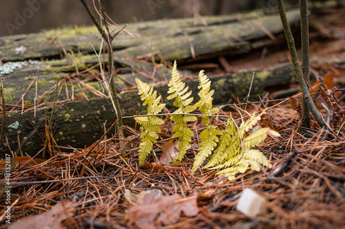 A small fern bush grows near a rotten tree in a pine forest