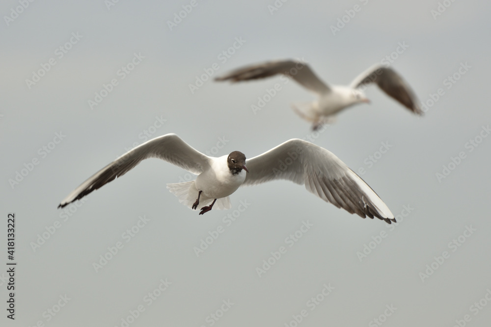 Obraz premium seagull